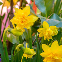 25x Narzisse Narcissus 'Tete Boucle' doppelblütige gelb