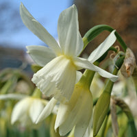 25x Narzisse Narcissus 'Thalia' weiβ