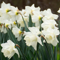 15x Narzisse Narcissus 'Mount Hood' weiβ