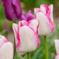 18x Tulpe Tulipa 'Del Piero' weiβ-rosa
