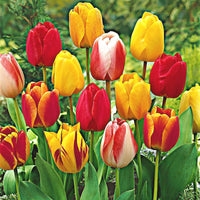 8x Tulpen und Narzissen - Mischung 'Adagio' Biologisch Gemischt - Bio