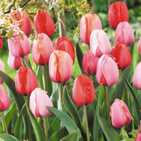 8x Tulpe Tulipa - Mischung 'Impression'  - Bio
