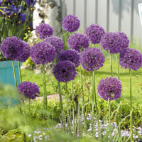6x Allium 'Purple Sensation' Lila - Bio