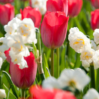 10x Tulpen und Narzissen - Mischung 'Zomerse Kleuren' Biologisch