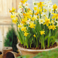 12x Narzisse Narcissus - Mischung 'Botanical'  - Bio