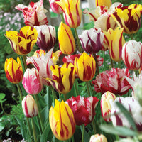 16x Tulpe Tulipa - Mischung 'Yellow Box' gelb