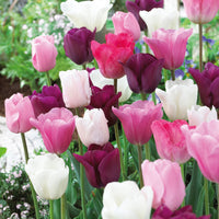 16x Tulpen Tulipa 'The Pink Box' rosa