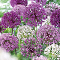 16x Zierzwiebel Allium 'The Purple Box' lila