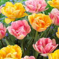 16x Tulpe Tulipa - Mischung 'Foxy Freedom' Rosa-Gelb