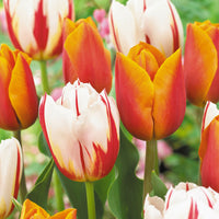 16x Tulpe Tulipa - Mischung 'Sunset Sky' Orange-Rot-Weiß