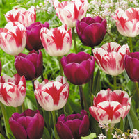 16x Tulpe Tulipa - Mischung 'Flames At Night' Lila-Rot-Weiß