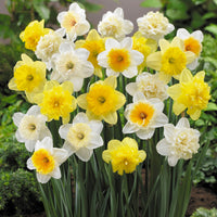 20x Narzisse Narcissus - Mischung 'Hello Spring!'