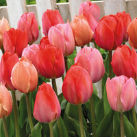 25x Tulpe Tulipa - Mischung 'Hello Spring' rot Rot-Orange-Rosa