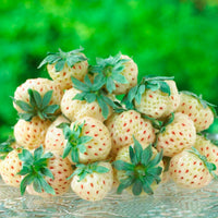 2x  Ananas-Erdbeere Fragaria 'Pineberry' Weiß-Rot - Bio