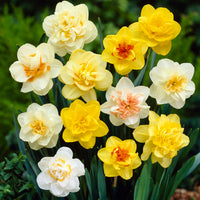10x Narzisse Narcissus - Mischung 'Double Trouble'
