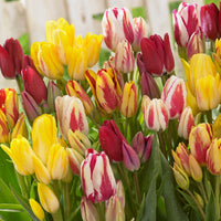 12x Tulpe Tulipa - Mischung 'Multiflora' Rot-Gelb-Weiß