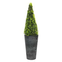 Buxus sempervirens Pyramide inkl. hohem Blumentopf, schwarz