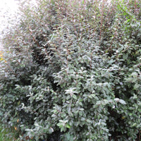 Ölweide Elaeagnus ebbingei - Winterhart