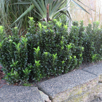 Japanischer Spindelstrauch 'Green Spire' - Winterhart