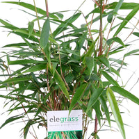 3 Bambus Fargesia rufa inkl. Ziertopf, schwarz - Winterhart