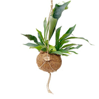 Kokodama Geweihfarn Platycerium bifurcatum - Hängepflanze