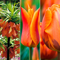 35x Blumenzwiebelpaket 'Bouquet-Beet' rot-orange