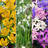 80x Blumenzwiebelpaket 'Magische Minipflanzen' lila-gelb-weiβ