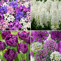 88x Blumenzwiebelpaket 'März bis Juni 90 Tage Blumen' lila-weiβ