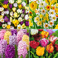 110x Blumenzwiebelpaket 'Februar bis Mai 90 Tage Blumen'