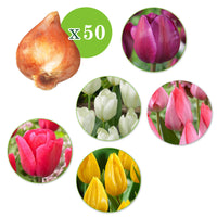 300x Blumenzwiebelpaket 'Tulpen und Mehr'