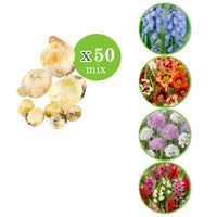 300x Blumenzwiebelpaket 'Tulpen und Mehr'