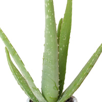 Aloe vera 'Lissabon' inkl. Dekotopf