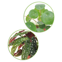 1x  Begonia maculata + 1x  fannkuchenpflanze Pilea peperomioides