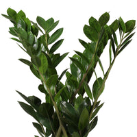 Glücksfeder Zamioculcas zamiifolia inkl. Weidenkorb, natürlich