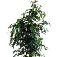 Birkenfeige Ficus benjamina 'Danielle' inkl. Weidenkorb, natürlich