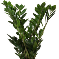 Glücksfeder Zamioculcas zamiifolia inkl. Weidenkorb, grau
