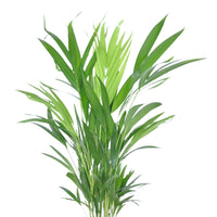 Areca-Palme Dypsis lutescens inkl. Weidenkorb, grau