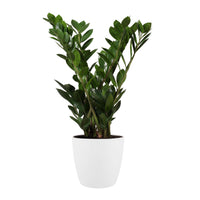 Tempelbaum Zamioculcas zamiifolia inkl. Ziertopf, weiß