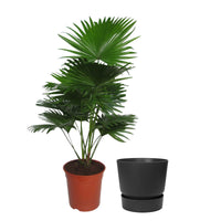Kentia-Palme Livistona rotundifolia inkl. Ziertopf, schwarz