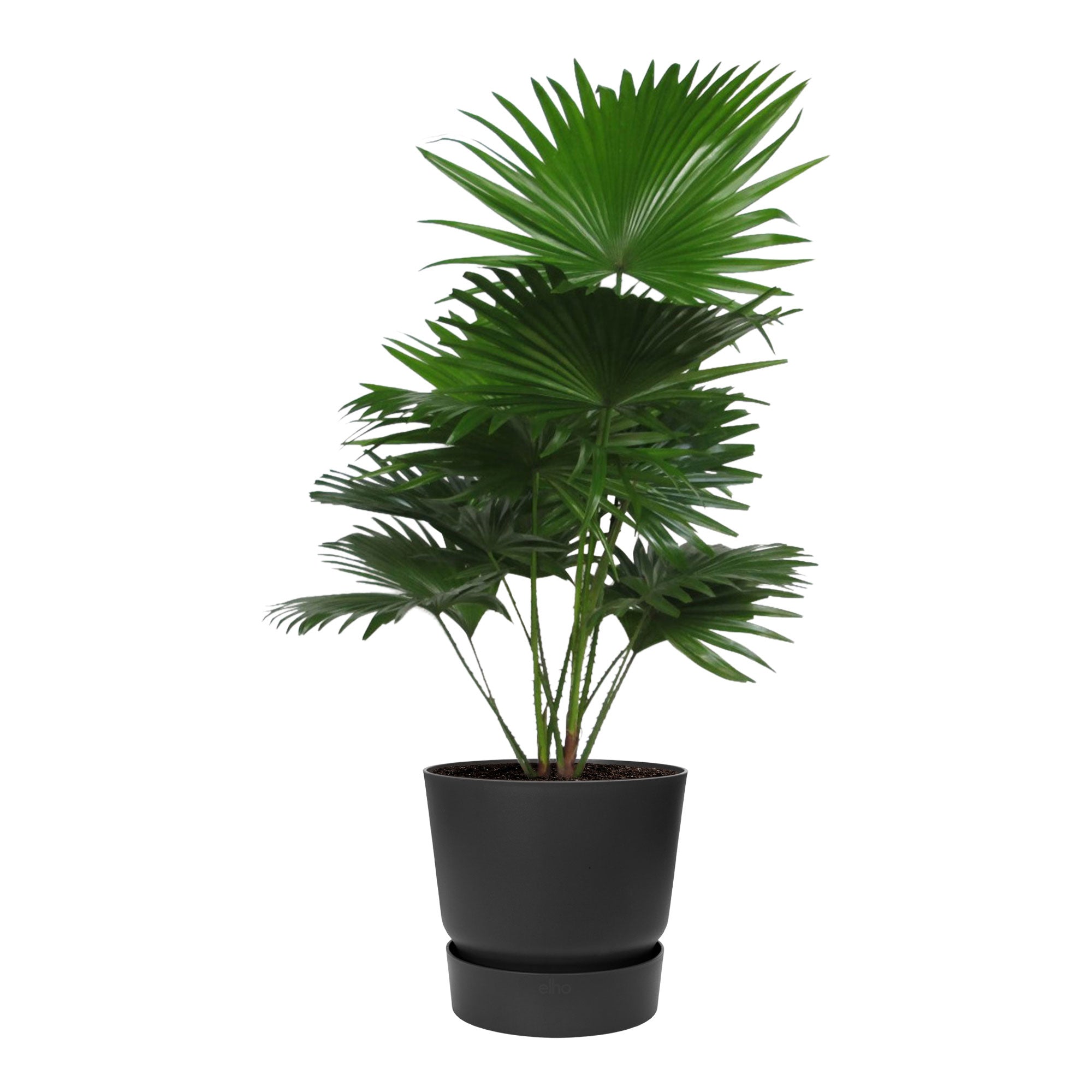 Kaufen Sie jetzt Zimmerpflanze Kentia-Palme Livistona rotundifolia inkl.  Ziertopf, schwarz