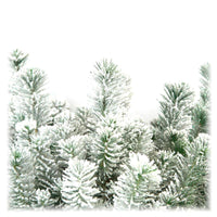 Koniferen Pinus  pinea Pinien mit Schnee  - Mini Weihnachtsbaum