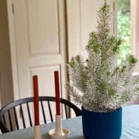 Koniferen Pinus  pinea Pinien mit Schnee  - Mini Weihnachtsbaum
