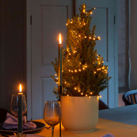 Zwergtanne Picea glauca Conica  - Mini Weihnachtsbaum