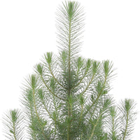 Koniferen Pinien Pinus pinea 'Silver Crest' inkl. Ziertopf, anthrazit 'Silver Crest' - Winterhart