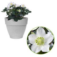 Christrose Helleborus niger 'Christmas Carol' inkl. Topf für den Außenbereich, grau