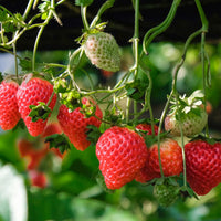 Erdbeere Fragaria 'Delizzimo' - Biologisch im Topf