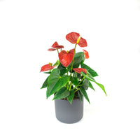 Flamingopflanze Anthurium andreanum Rot inkl. Dekotopf