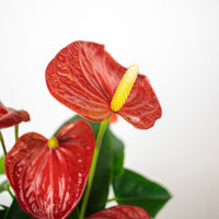 Flamingopflanze Anthurium andreanum Rot inkl. Dekotopf