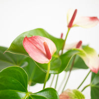 Flamingopflanze Anthurium 'Hotlips' Rosa-Weiß inkl. Dekotopf