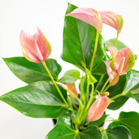 Flamingopflanze Anthurium 'Joli Pink' Rosa inkl. Dekotopf